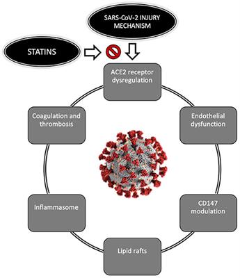 Could Statin Therapy Be Useful in Patients With Coronavirus Disease 2019 (COVID-19)?